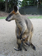 076 Port Douglas Wildlife Habitat